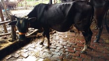 Animals in Farming