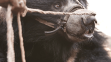 Dancing bear in Nepal - Bears - World Animal Protection