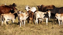 animals in farming 