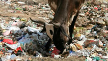 animals in farming