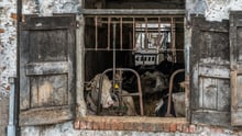 Better Dairy 