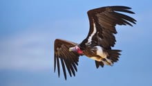 vultures 