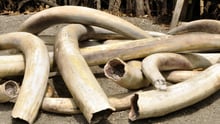 endangered species