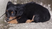 dogs and coronavirus 