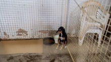 Small dog in a big cage next to a bowl of food - World Animal Protection