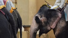 Elephants at Amber Fort in India