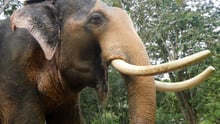 Elephant at high welfare venue in Koh Lanta, Thailand - World Animal Protection