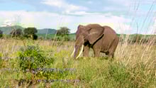 World Animal Protection partner Intrepid Travel announces end to elephant rides