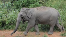 elephant not entertainers 