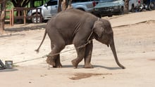 Double your impact to help elephants