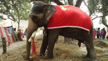 Sonepur , Sec 40, Animals in the wild 