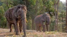 Elephants at ChangChill elephant venue in Thailand - Wildlife. Not entertainers - World Animal Protection