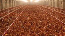 Factory Farming is destructive.