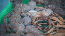Caged geckos (with one that has died in captivity) for sale at the Denpasar Bird Market (Pasar Burung) in Bali, Indonesia.
