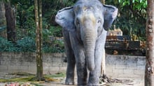 Asian elephant in captivity