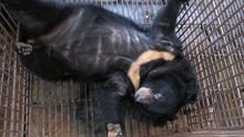 Hanoi bear breaks free of the bear bile industry