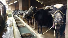 A dairy in a city