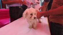 pets and coronavirus 