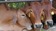 Animals in farming