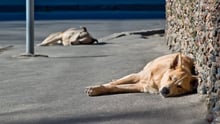 International Dog Day 