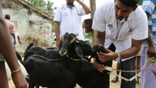 Rescuing Animals
