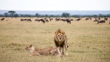 Lions in a national park in Tanzania, with wildebeest in the background.