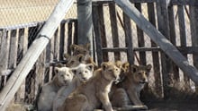 Captive lion cubs