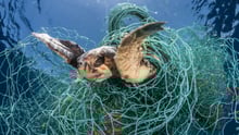 Loggerhead turtle trapped in ghost gear