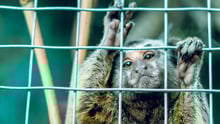 monkey in cage