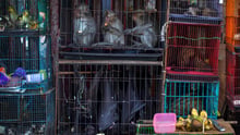 Macaques, bats, and civets at a market in Jakarta, Indonesia. Photographer: Aaron Gekoski