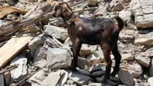 Nepal earthquake