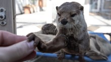 world otter day, wildlife not pets 