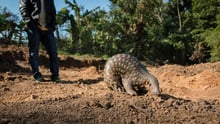 pangolin, India
