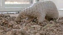 Pangolin seized by the Thai Army - World Animal Protection
