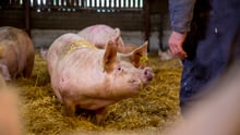 An example of good animal welfare practices at an indoor pig farm in the UK