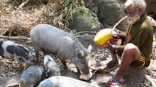 A farmer opens coconuts for his pigs on Epi Island, Vanuatu.
