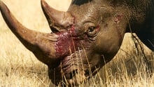 Rhinos are killed for their horns