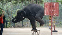 World Animal Protection are in Rio, Brazil ahead of the August 2016 Olympics to discuss and support plans for stray animals during the construction and management of the Olympic sites. 