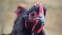 A free range chicken