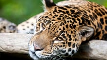 Jaguar i naturen