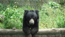 Sloth bear in Alipore zoo