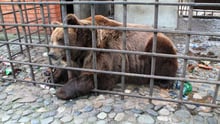 One of the bears kept in a cage at a restaurant in Sochi, Russia