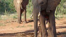 Chained elephants in South Africa