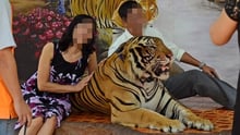 tiger selfie