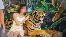 A tiger used for tourist selfies at cruel wildlife attraction in Thailand.