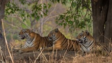 Tigers resting in the wild in Tadoba Tiger Reserve by Shreya Singha Ray