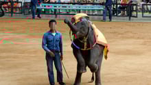Elephant performing at Thai tourist attraction