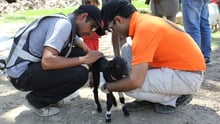 Animals in disaster