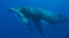 Japan banned from whale hunting research