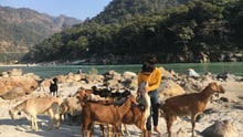 Sushil Punia Wildlife Campaign Manager 